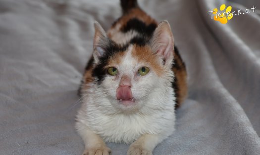 Katze Cosima (Foto by Tiereck.at - Lavanttaler Tierhilfe)