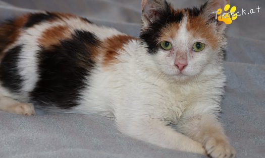 Katze Cosima (Foto by Tiereck.at - Lavanttaler Tierhilfe)