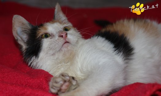 Katze Cosima (Foto by Tiereck.at - Lavanttaler Tierhilfe)