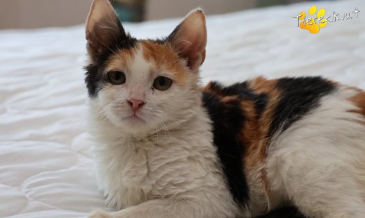 Katze Cosima (Foto by Tiereck.at - Lavanttaler Tierhilfe)