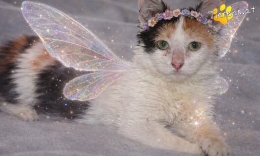 Katze Cosima (Foto by Tiereck.at - Lavanttaler Tierhilfe)