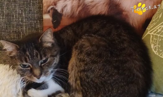 Katze Punkti (Foto by Tiereck.at - Lavanttaler Tierhilfe)