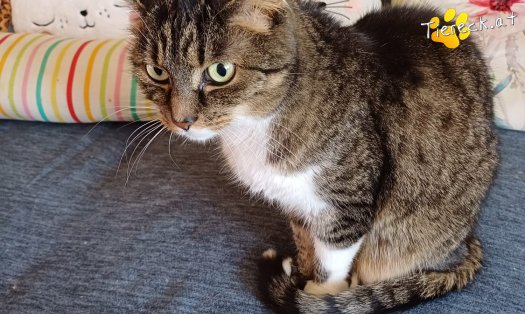 Katze Punkti (Foto by Tiereck.at - Lavanttaler Tierhilfe)