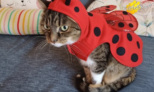 Katze Punkti (Foto by Tiereck.at - Lavanttaler Tierhilfe)