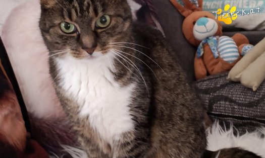 Katze Punkti (Foto by Tiereck.at - Lavanttaler Tierhilfe)