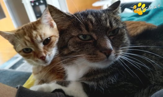 Katze Punkti (Foto by Tiereck.at - Lavanttaler Tierhilfe)