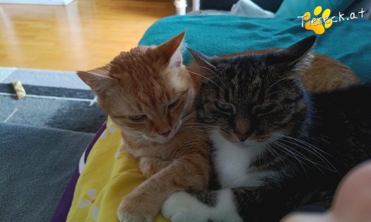 Katze Punkti (Foto by Tiereck.at - Lavanttaler Tierhilfe)