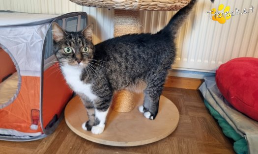 Katze Punkti (Foto by Tiereck.at - Lavanttaler Tierhilfe)