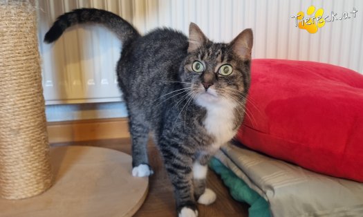 Katze Punkti (Foto by Tiereck.at - Lavanttaler Tierhilfe)