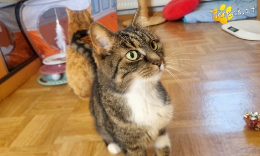 Katze Punkti (Foto by Tiereck.at - Lavanttaler Tierhilfe)