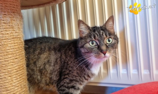 Katze Punkti (Foto by Tiereck.at - Lavanttaler Tierhilfe)