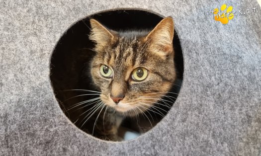 Katze Punkti (Foto by Tiereck.at - Lavanttaler Tierhilfe)