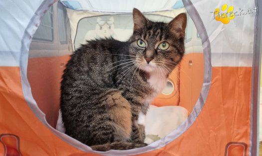 Katze Punkti (Foto by Tiereck.at - Lavanttaler Tierhilfe)