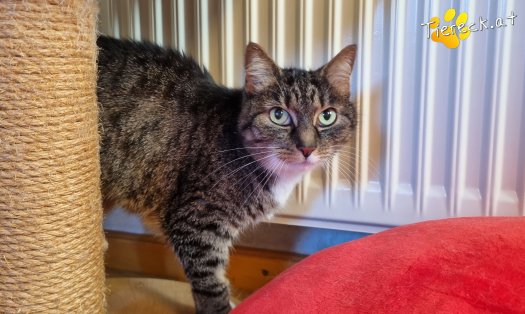 Katze Punkti (Foto by Tiereck.at - Lavanttaler Tierhilfe)