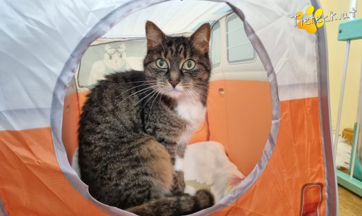 Katze Punkti (Foto by Tiereck.at - Lavanttaler Tierhilfe)