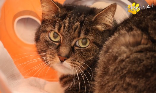 Katze Punkti (Foto by Tiereck.at - Lavanttaler Tierhilfe)