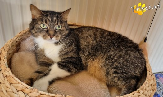 Katze Punkti (Foto by Tiereck.at - Lavanttaler Tierhilfe)
