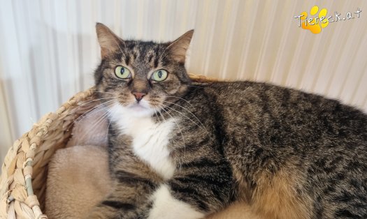 Katze Punkti (Foto by Tiereck.at - Lavanttaler Tierhilfe)