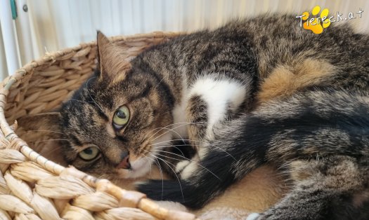 Katze Punkti (Foto by Tiereck.at - Lavanttaler Tierhilfe)