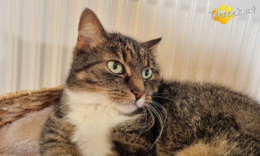 Katze Punkti (Foto by Tiereck.at - Lavanttaler Tierhilfe)
