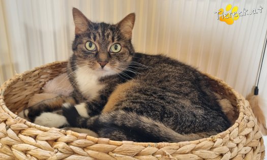 Katze Punkti (Foto by Tiereck.at - Lavanttaler Tierhilfe)