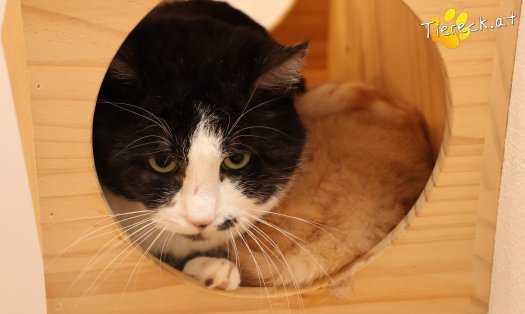 Katze Gerry (Foto by Tiereck.at - Lavanttaler Tierhilfe)