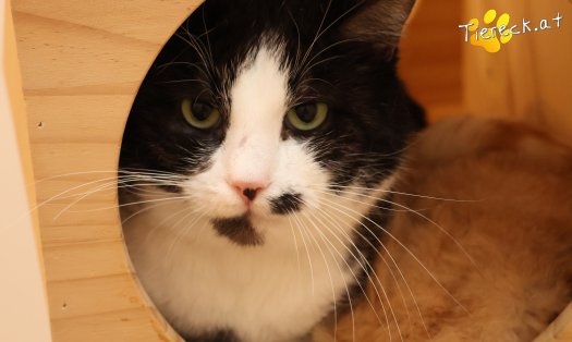 Katze Gerry (Foto by Tiereck.at - Lavanttaler Tierhilfe)