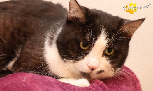 Katze Gerry (Foto by Tiereck.at - Lavanttaler Tierhilfe)