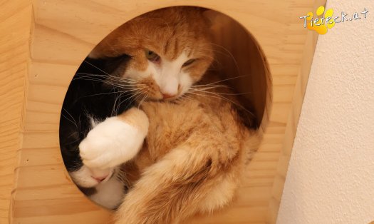 Katze Gerry (Foto by Tiereck.at - Lavanttaler Tierhilfe)