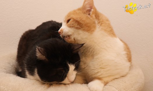 Katze Gerry (Foto by Tiereck.at - Lavanttaler Tierhilfe)