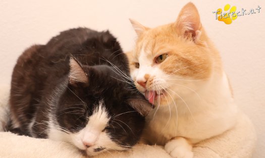 Katze Gerry (Foto by Tiereck.at - Lavanttaler Tierhilfe)