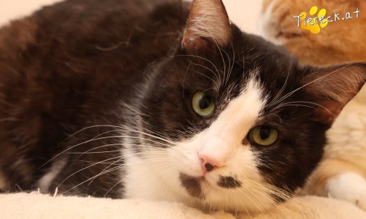 Katze Gerry (Foto by Tiereck.at - Lavanttaler Tierhilfe)