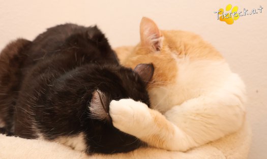 Katze Gerry (Foto by Tiereck.at - Lavanttaler Tierhilfe)