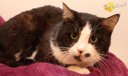 Katze Gerry (Foto by Tiereck.at - Lavanttaler Tierhilfe)