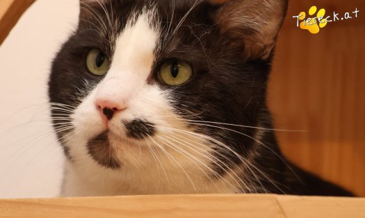 Katze Gerry (Foto by Tiereck.at - Lavanttaler Tierhilfe)