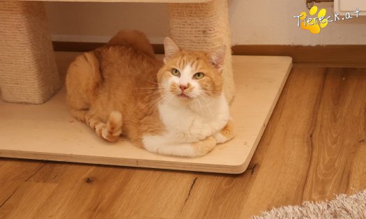 Katze Hugo (Foto by Tiereck.at - Lavanttaler Tierhilfe)