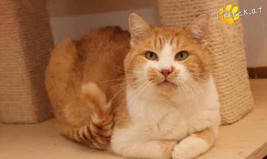 Katze Hugo (Foto by Tiereck.at - Lavanttaler Tierhilfe)