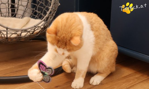 Katze Hugo (Foto by Tiereck.at - Lavanttaler Tierhilfe)