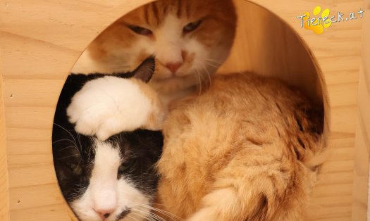 Katze Hugo (Foto by Tiereck.at - Lavanttaler Tierhilfe)