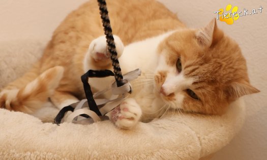 Katze Hugo (Foto by Tiereck.at - Lavanttaler Tierhilfe)