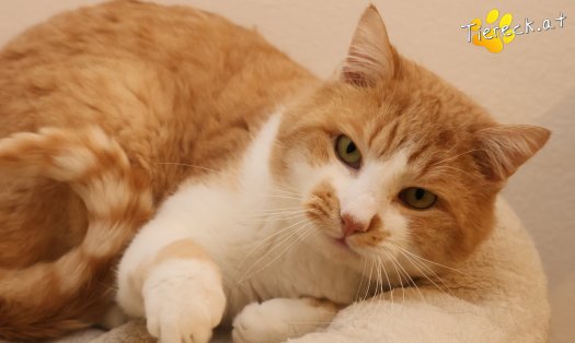 Katze Hugo (Foto by Tiereck.at - Lavanttaler Tierhilfe)