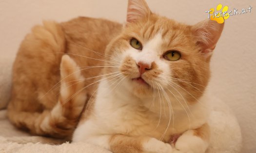 Katze Hugo (Foto by Tiereck.at - Lavanttaler Tierhilfe)