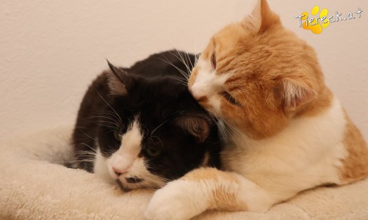 Katze Hugo (Foto by Tiereck.at - Lavanttaler Tierhilfe)