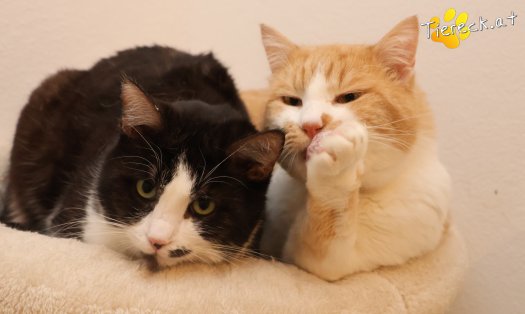 Katze Hugo (Foto by Tiereck.at - Lavanttaler Tierhilfe)