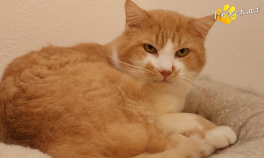 Katze Hugo (Foto by Tiereck.at - Lavanttaler Tierhilfe)