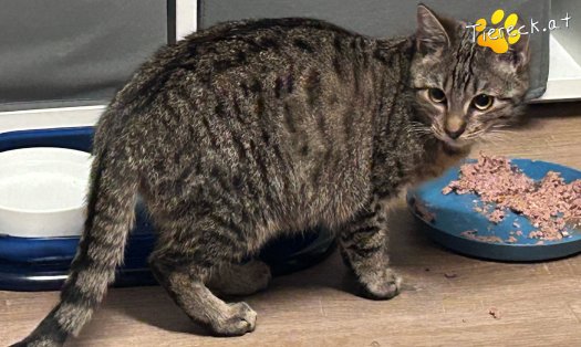 Katze Ella (Foto by Tiereck.at - Lavanttaler Tierhilfe)