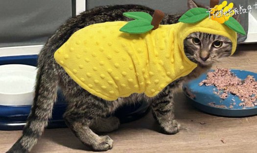 Katze Ella (Foto by Tiereck.at - Lavanttaler Tierhilfe)