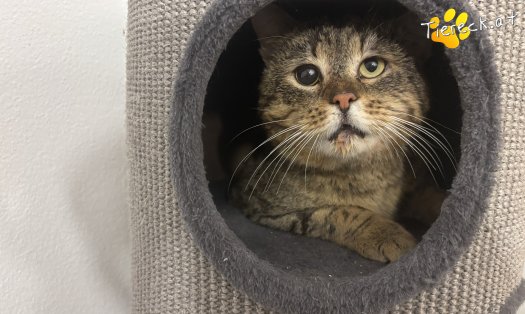 Katze Jacko (Foto by Tiereck.at - Lavanttaler Tierhilfe)