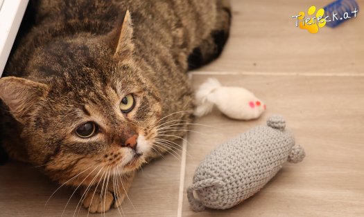 Katze Jacko (Foto by Tiereck.at - Lavanttaler Tierhilfe)