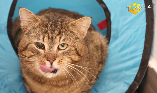 Katze Jacko (Foto by Tiereck.at - Lavanttaler Tierhilfe)